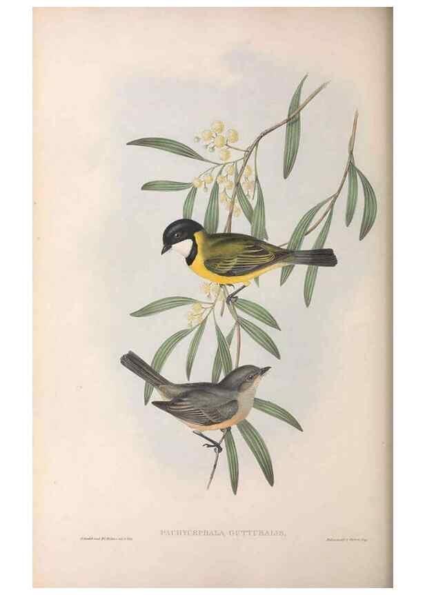 Reproducción/Reproduction 36555258010: The birds of Australia.. London,Printed by R. and J. E. Taylor; pub. by the author,[1840]-48.