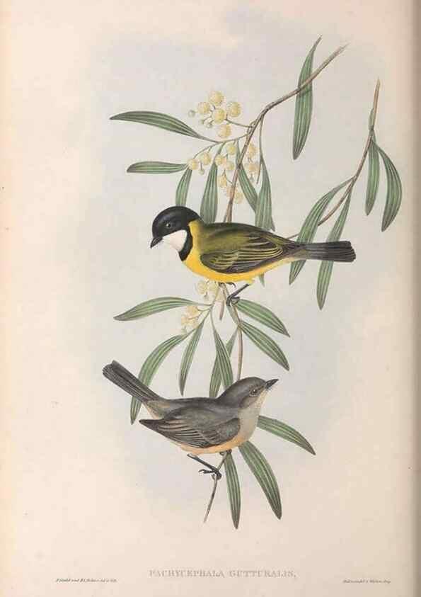 Reproducción/Reproduction 36555258010: The birds of Australia.. London,Printed by R. and J. E. Taylor; pub. by the author,[1840]-48.