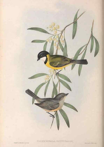 Reproducción/Reproduction 36555258010: The birds of Australia.. London,Printed by R. and J. E. Taylor; pub. by the author,[1840]-48.