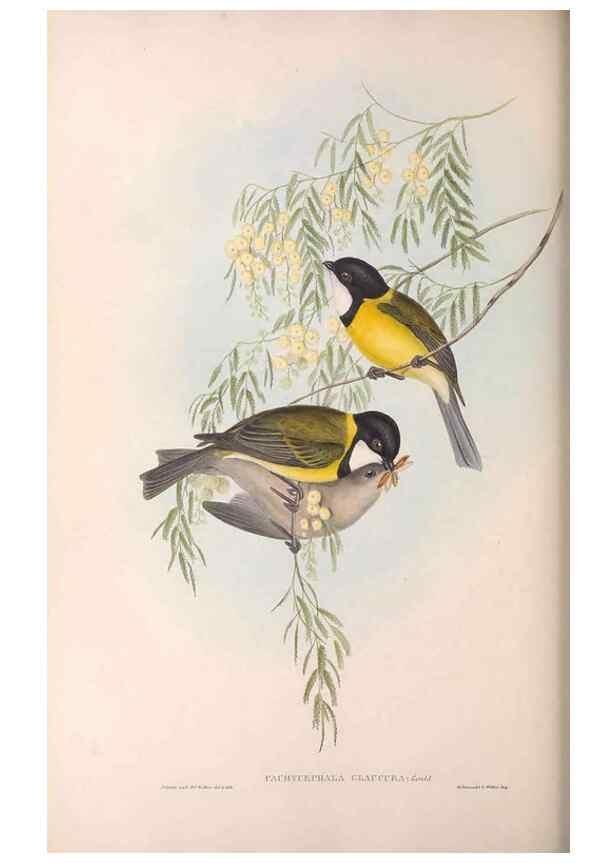 Reproducción/Reproduction 36763990546: The birds of Australia.. London,Printed by R. and J. E. Taylor; pub. by the author,[1840]-48.