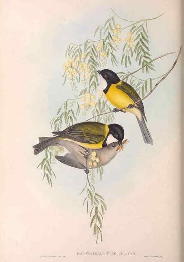 Reproducción/Reproduction 36763990546: The birds of Australia.. London,Printed by R. and J. E. Taylor; pub. by the author,[1840]-48.