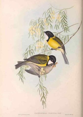 Reproducción/Reproduction 36763990546: The birds of Australia.. London,Printed by R. and J. E. Taylor; pub. by the author,[1840]-48.
