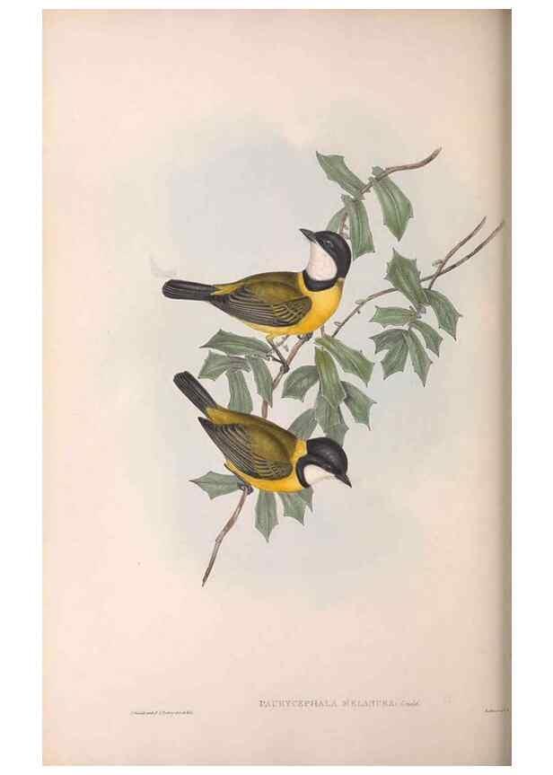 Reproducción/Reproduction 36763992526: The birds of Australia.. London,Printed by R. and J. E. Taylor; pub. by the author,[1840]-48.