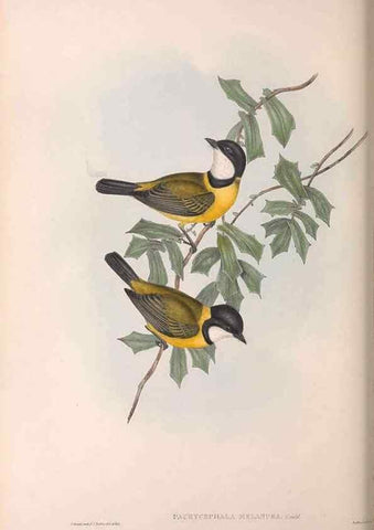 Reproducción/Reproduction 36763992526: The birds of Australia.. London,Printed by R. and J. E. Taylor; pub. by the author,[1840]-48.
