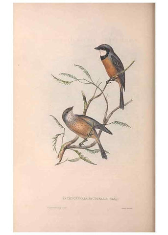 Reproducción/Reproduction 36763994226: The birds of Australia.. London,Printed by R. and J. E. Taylor; pub. by the author,[1840]-48.