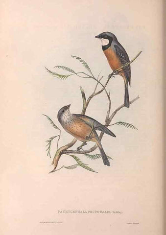 Reproducción/Reproduction 36763994226: The birds of Australia.. London,Printed by R. and J. E. Taylor; pub. by the author,[1840]-48.
