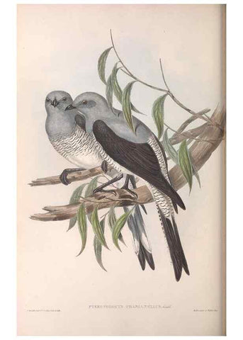 Reproducción/Reproduction 36811909371: The birds of Australia.. London,Printed by R. and J. E. Taylor; pub. by the author,[1840]-48.
