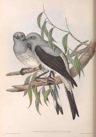 Reproducción/Reproduction 36811909371: The birds of Australia.. London,Printed by R. and J. E. Taylor; pub. by the author,[1840]-48.