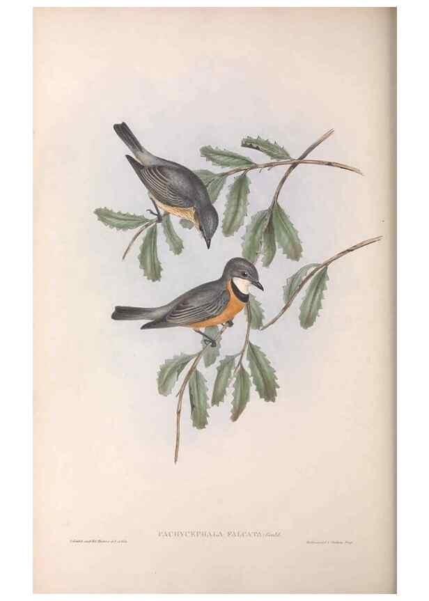 Reproducción/Reproduction 36763996516: The birds of Australia.. London,Printed by R. and J. E. Taylor; pub. by the author,[1840]-48.