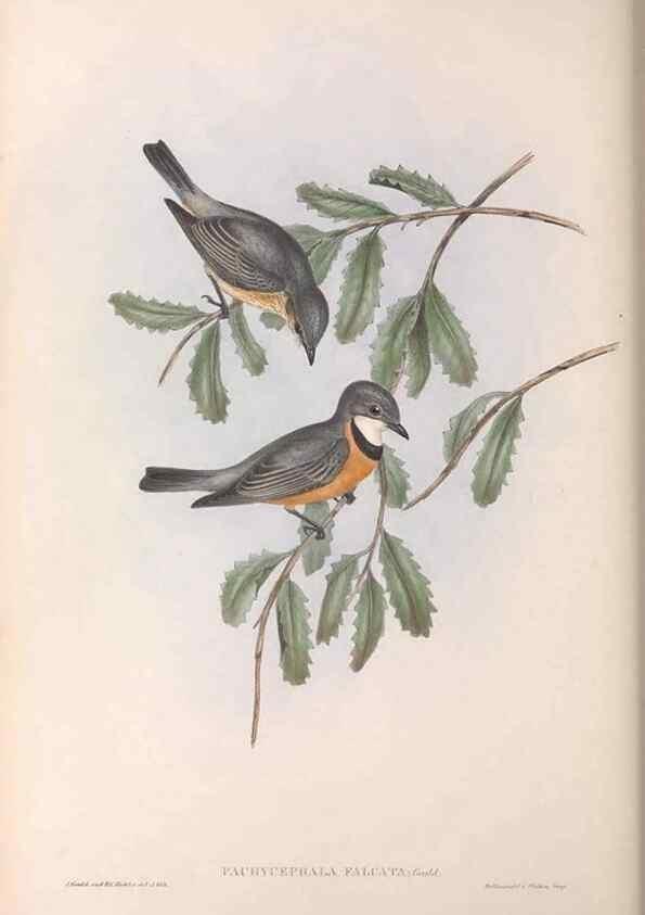 Reproducción/Reproduction 36763996516: The birds of Australia.. London,Printed by R. and J. E. Taylor; pub. by the author,[1840]-48.