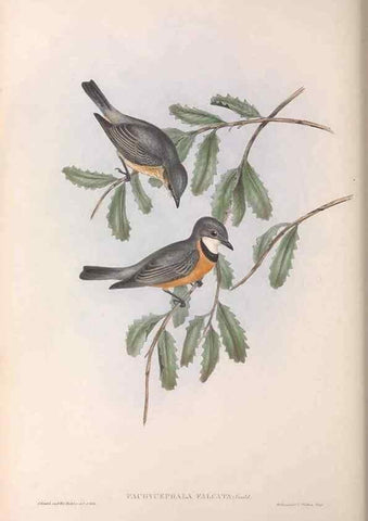 Reproducción/Reproduction 36763996516: The birds of Australia.. London,Printed by R. and J. E. Taylor; pub. by the author,[1840]-48.