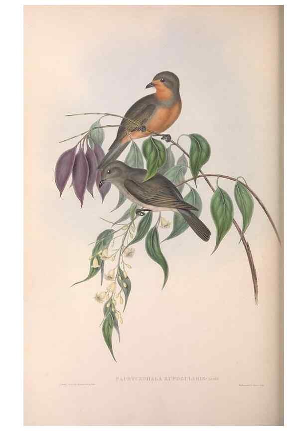 Reproducción/Reproduction 36143102723: The birds of Australia.. London,Printed by R. and J. E. Taylor; pub. by the author,[1840]-48.
