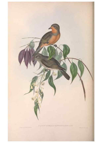 Reproducción/Reproduction 36143102723: The birds of Australia.. London,Printed by R. and J. E. Taylor; pub. by the author,[1840]-48.