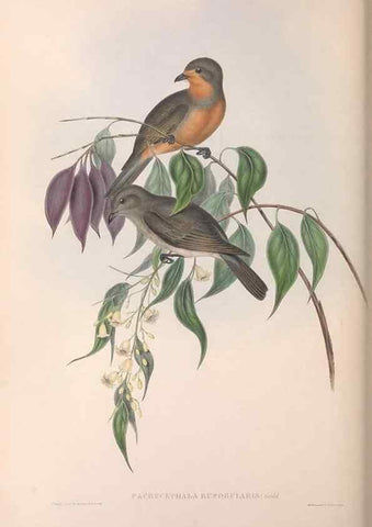 Reproducción/Reproduction 36143102723: The birds of Australia.. London,Printed by R. and J. E. Taylor; pub. by the author,[1840]-48.