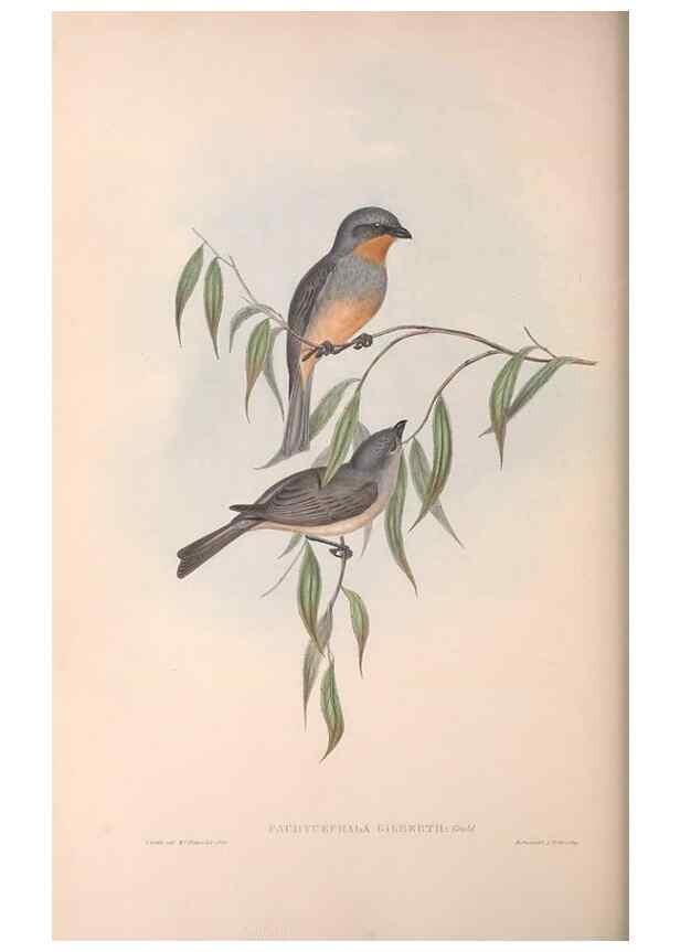 Reproducción/Reproduction 36143104303: The birds of Australia.. London,Printed by R. and J. E. Taylor; pub. by the author,[1840]-48.