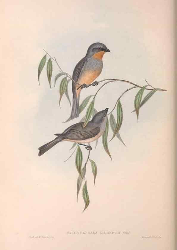 Reproducción/Reproduction 36143104303: The birds of Australia.. London,Printed by R. and J. E. Taylor; pub. by the author,[1840]-48.