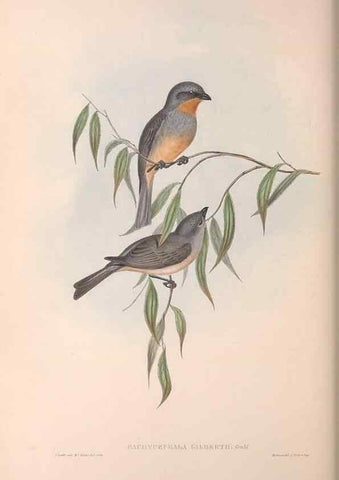 Reproducción/Reproduction 36143104303: The birds of Australia.. London,Printed by R. and J. E. Taylor; pub. by the author,[1840]-48.