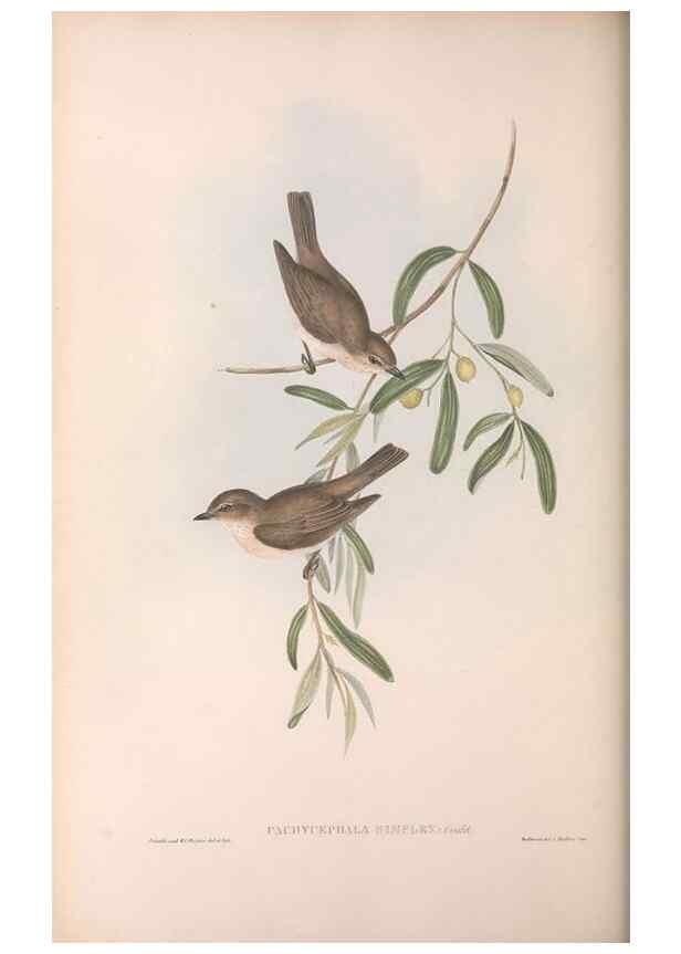 Reproducción/Reproduction 36143105643: The birds of Australia.. London,Printed by R. and J. E. Taylor; pub. by the author,[1840]-48.