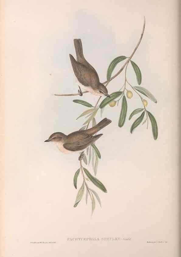 Reproducción/Reproduction 36143105643: The birds of Australia.. London,Printed by R. and J. E. Taylor; pub. by the author,[1840]-48.