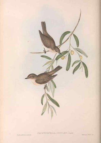 Reproducción/Reproduction 36143105643: The birds of Australia.. London,Printed by R. and J. E. Taylor; pub. by the author,[1840]-48.
