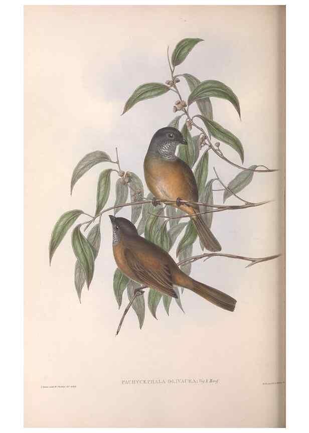 Reproducción/Reproduction 36811927331: The birds of Australia.. London,Printed by R. and J. E. Taylor; pub. by the author,[1840]-48.