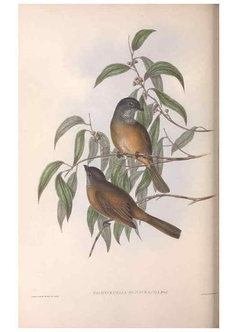 Reproducción/Reproduction 36811927331: The birds of Australia.. London,Printed by R. and J. E. Taylor; pub. by the author,[1840]-48.