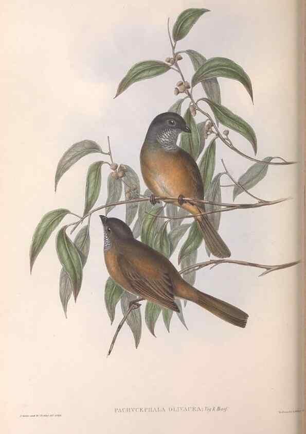 Reproducción/Reproduction 36811927331: The birds of Australia.. London,Printed by R. and J. E. Taylor; pub. by the author,[1840]-48.