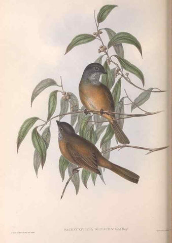 Reproducción/Reproduction 36811927331: The birds of Australia.. London,Printed by R. and J. E. Taylor; pub. by the author,[1840]-48.
