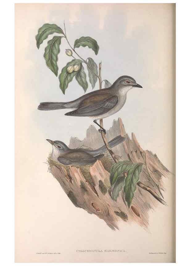 Reproducción/Reproduction 36811930641: The birds of Australia.. London,Printed by R. and J. E. Taylor; pub. by the author,[1840]-48.