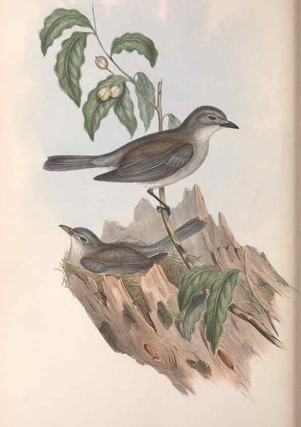 Reproducción/Reproduction 36811930641: The birds of Australia.. London,Printed by R. and J. E. Taylor; pub. by the author,[1840]-48.