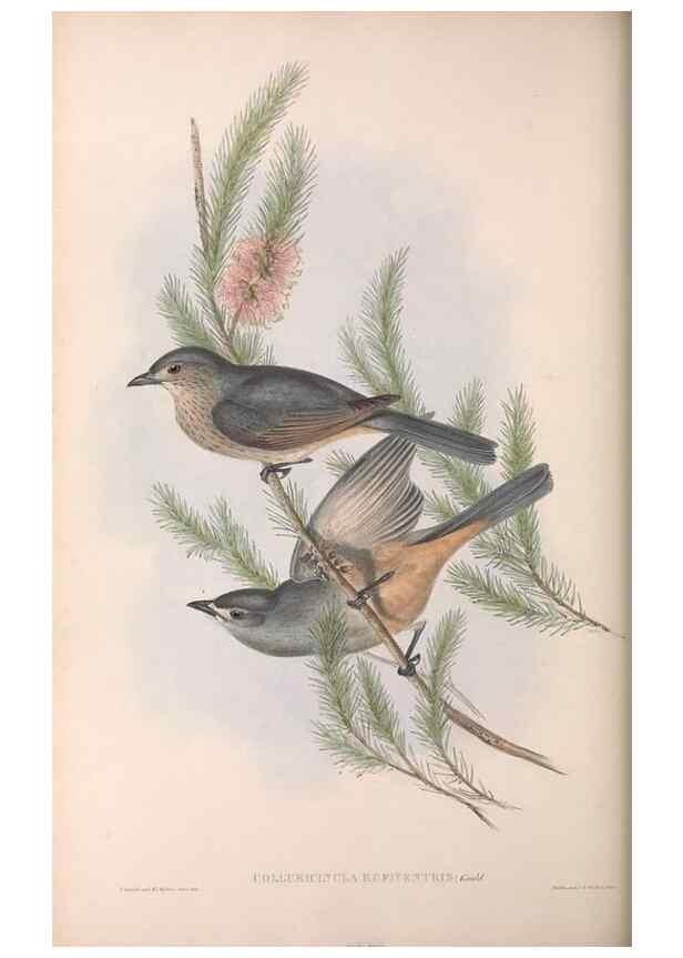 Reproducción/Reproduction 36811931981: The birds of Australia.. London,Printed by R. and J. E. Taylor; pub. by the author,[1840]-48.