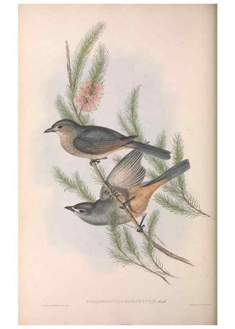 Reproducción/Reproduction 36811931981: The birds of Australia.. London,Printed by R. and J. E. Taylor; pub. by the author,[1840]-48.