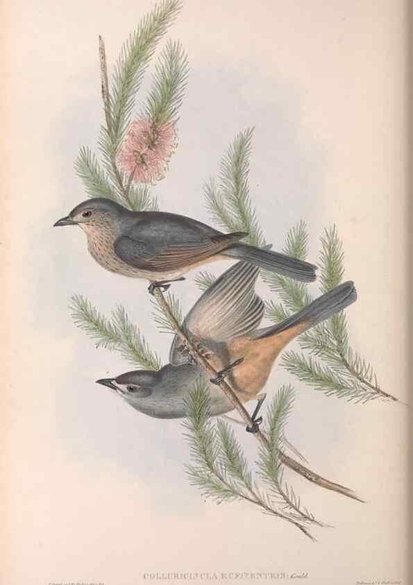 Reproducción/Reproduction 36811931981: The birds of Australia.. London,Printed by R. and J. E. Taylor; pub. by the author,[1840]-48.