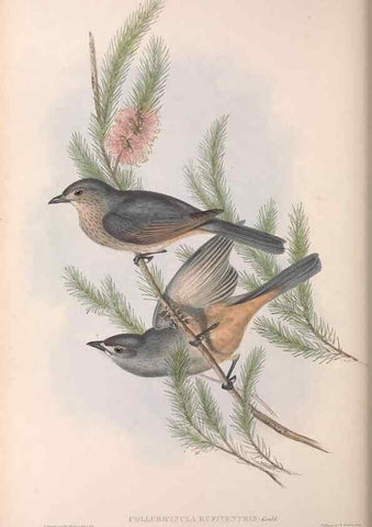 Reproducción/Reproduction 36811931981: The birds of Australia.. London,Printed by R. and J. E. Taylor; pub. by the author,[1840]-48.