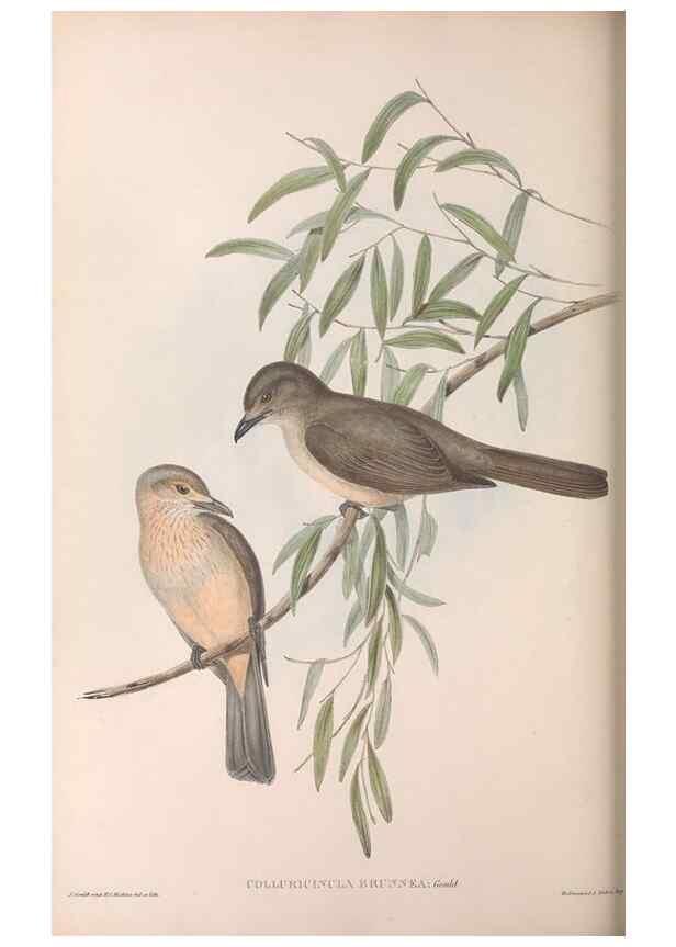 Reproducción/Reproduction 36780464592: The birds of Australia.. London,Printed by R. and J. E. Taylor; pub. by the author,[1840]-48.