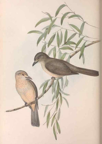 Reproducción/Reproduction 36780464592: The birds of Australia.. London,Printed by R. and J. E. Taylor; pub. by the author,[1840]-48.