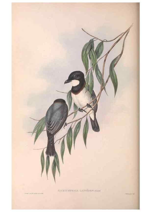 Reproducción/Reproduction 36763998536: The birds of Australia.. London,Printed by R. and J. E. Taylor; pub. by the author,[1840]-48.