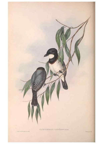 Reproducción/Reproduction 36763998536: The birds of Australia.. London,Printed by R. and J. E. Taylor; pub. by the author,[1840]-48.
