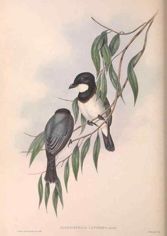 Reproducción/Reproduction 36763998536: The birds of Australia.. London,Printed by R. and J. E. Taylor; pub. by the author,[1840]-48.
