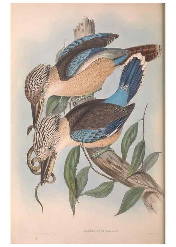 Reproducción/Reproduction 36780382562: The birds of Australia.. London,Printed by R. and J. E. Taylor; pub. by the author,[1840]-48.