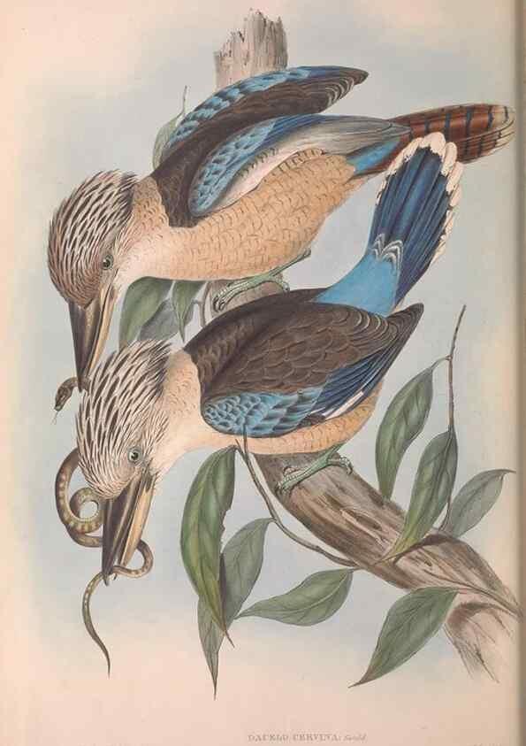 Reproducción/Reproduction 36780382562: The birds of Australia.. London,Printed by R. and J. E. Taylor; pub. by the author,[1840]-48.