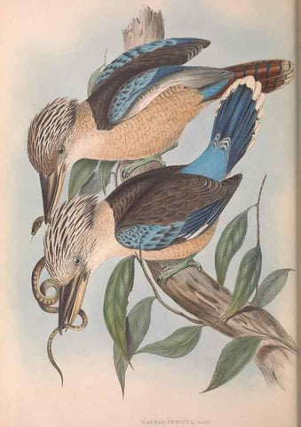 Reproducción/Reproduction 36780382562: The birds of Australia.. London,Printed by R. and J. E. Taylor; pub. by the author,[1840]-48.