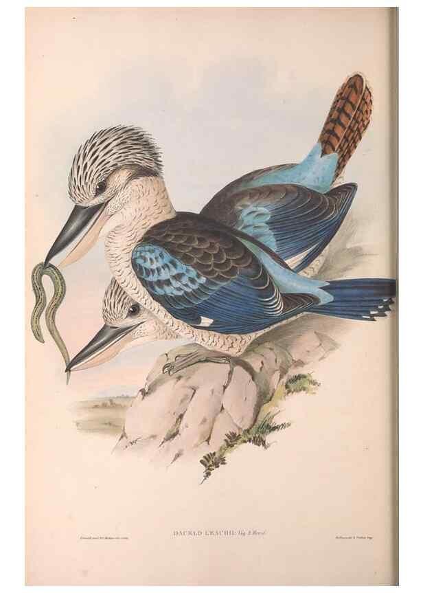 Reproducción/Reproduction 36780379912: The birds of Australia.. London,Printed by R. and J. E. Taylor; pub. by the author,[1840]-48.