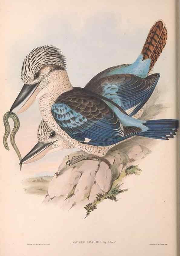 Reproducción/Reproduction 36780379912: The birds of Australia.. London,Printed by R. and J. E. Taylor; pub. by the author,[1840]-48.
