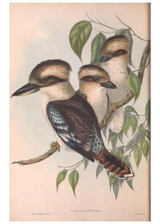 Reproducción/Reproduction 36780377202: The birds of Australia.. London,Printed by R. and J. E. Taylor; pub. by the author,[1840]-48.