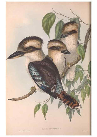 Reproducción/Reproduction 36780377202: The birds of Australia.. London,Printed by R. and J. E. Taylor; pub. by the author,[1840]-48.