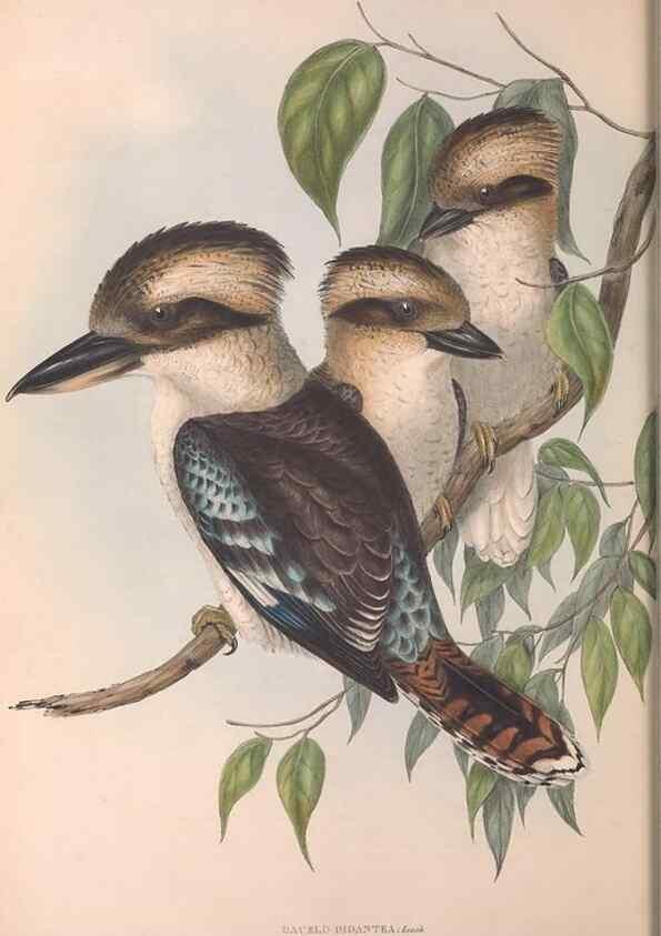 Reproducción/Reproduction 36780377202: The birds of Australia.. London,Printed by R. and J. E. Taylor; pub. by the author,[1840]-48.