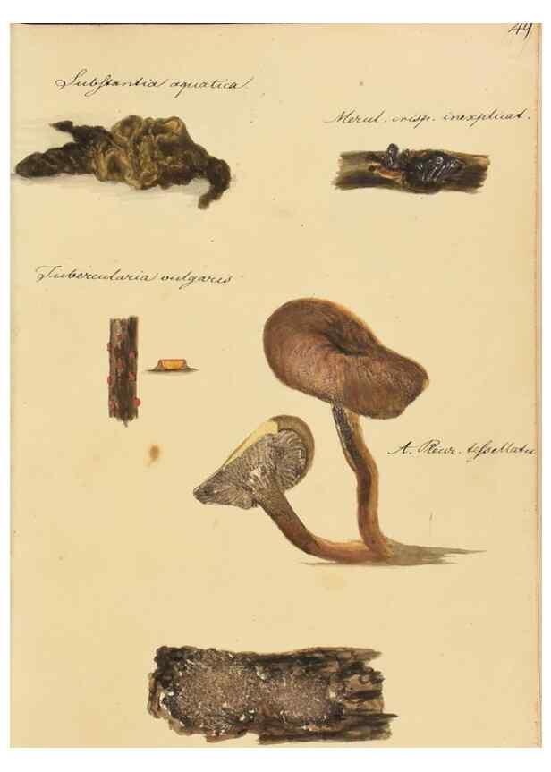 Reproducción/Reproduction 36945492905: Icones fungorum Niskiensium /. [before 1805]