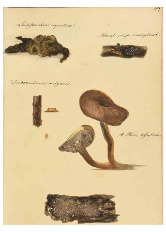 Reproducción/Reproduction 36945492905: Icones fungorum Niskiensium /. [before 1805]