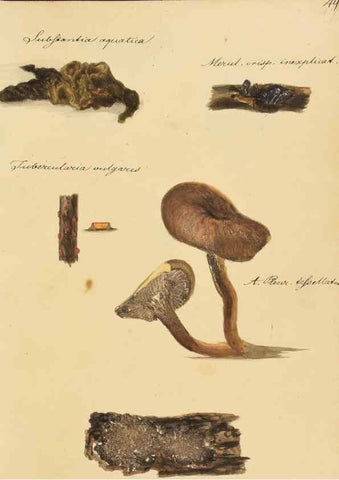 Reproducción/Reproduction 36945492905: Icones fungorum Niskiensium /. [before 1805]